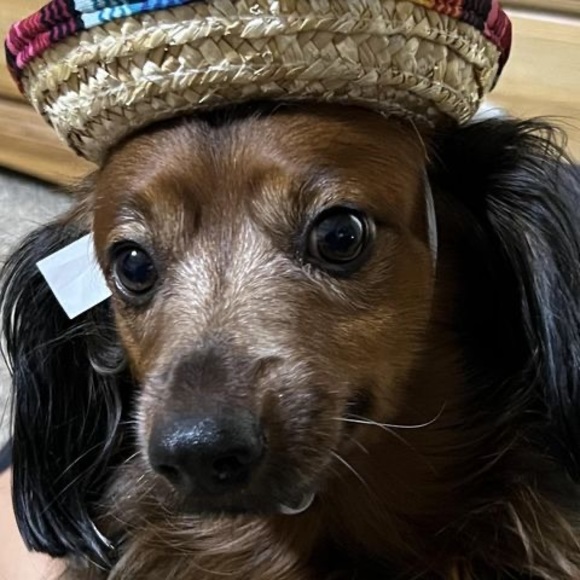 Meet your Posher, Baldemar - Picture 1 of 1